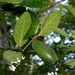 Atractocarpus ngoyensis - Photo (c) Ben Caledonia, όλα τα δικαιώματα διατηρούνται, uploaded by Ben Caledonia