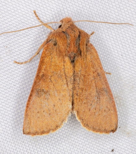 iNaturalist observation photo of Orthosia transparens