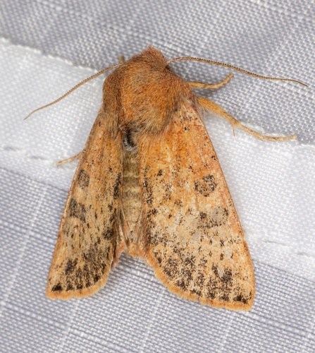 iNaturalist observation photo of Orthosia