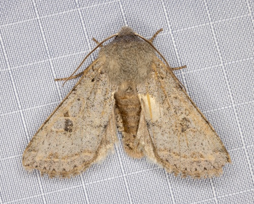 iNaturalist observation photo of Speckled Green Fruitworm Moth