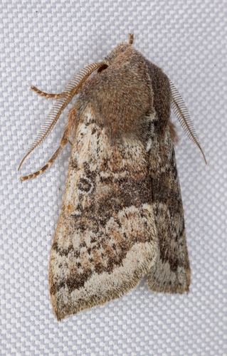 iNaturalist observation photo of Orthosia pulchella