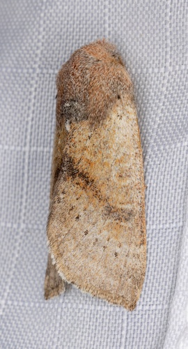 iNaturalist observation photo of Orthosia pulchella