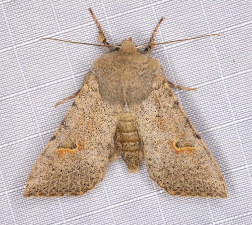 iNaturalist observation photo of Perigonica pectinata