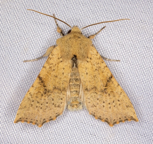 iNaturalist observation photo of Perigonica angulata