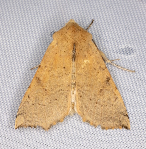 iNaturalist observation photo of Perigonica angulata