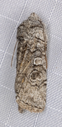 iNaturalist observation photo of False Pinion Moth