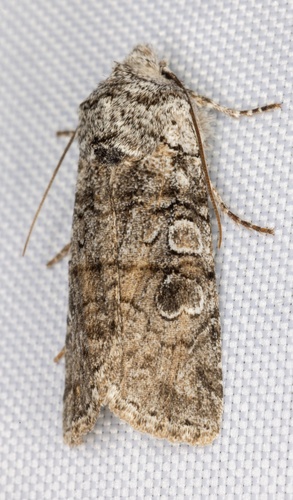 iNaturalist observation photo of False Pinion Moth