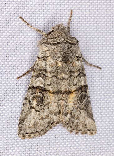 iNaturalist observation photo of False Pinion Moth