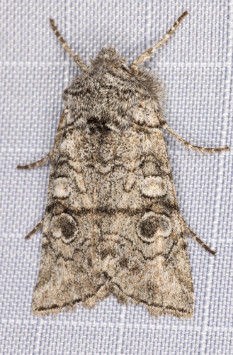 iNaturalist observation photo of False Pinion Moth