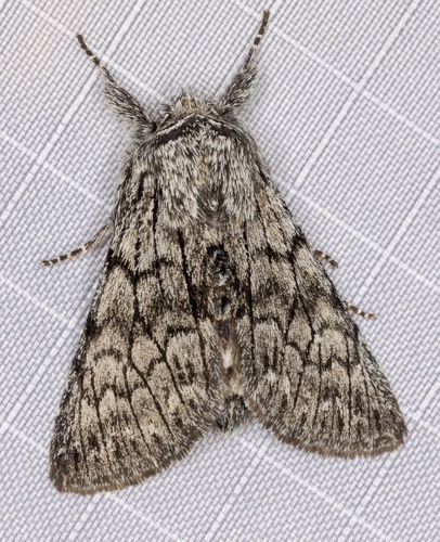iNaturalist observation photo of Pleromelloida conserta