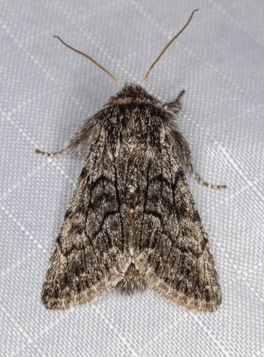 iNaturalist observation photo of Pleromelloida conserta