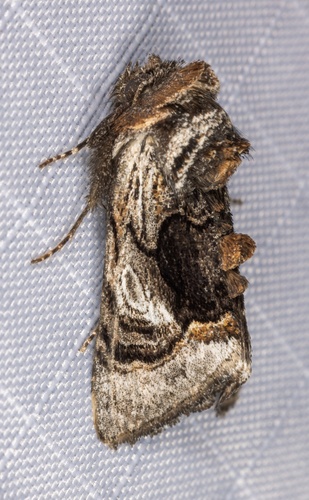 iNaturalist observation photo of Behrensia bicolor