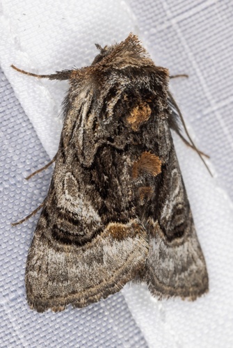 iNaturalist observation photo of Behrensia bicolor