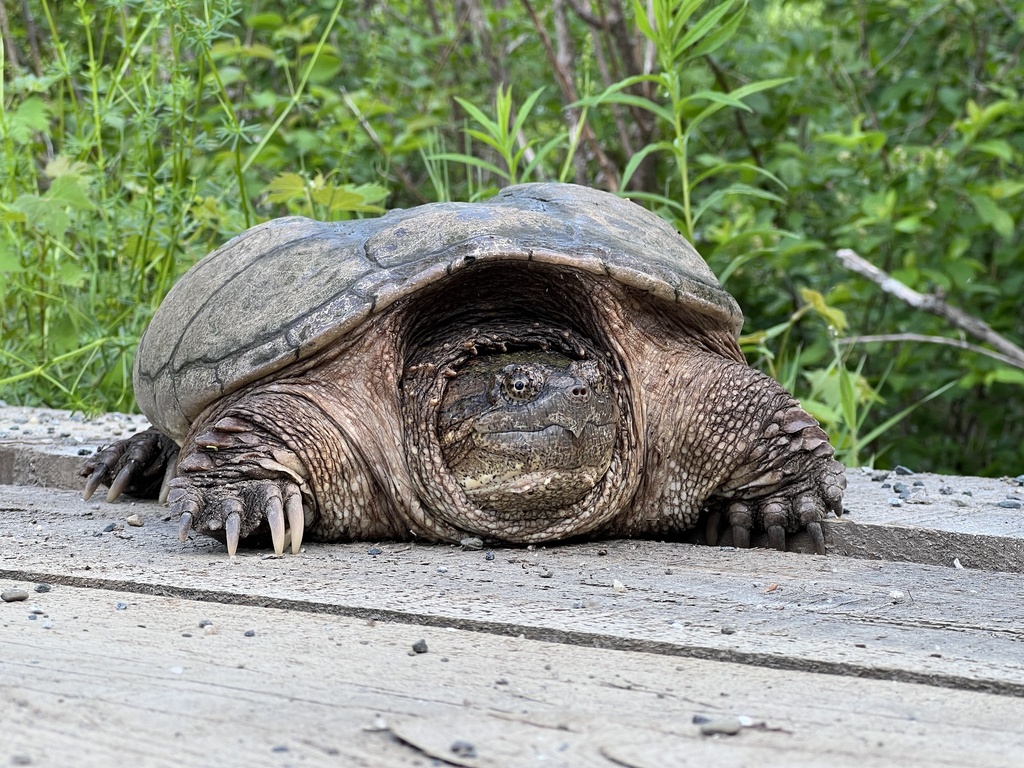 Common Snapping Turtle from Beaver Meadow Rd, West Fairlee, VT, US on ...