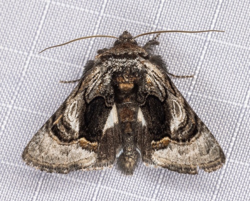 iNaturalist observation photo of Behrensia bicolor