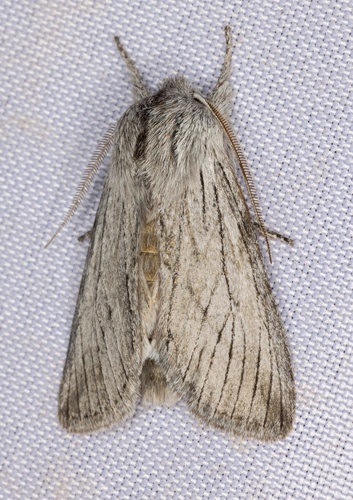 iNaturalist observation photo of Pleromella opter
