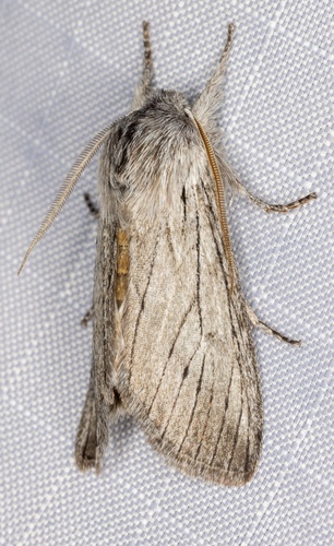 iNaturalist observation photo of Pleromella opter