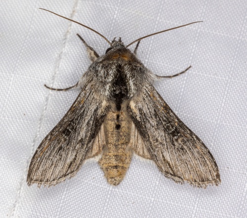 iNaturalist observation photo of Cucullia antipoda
