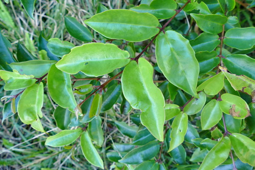 Archirhodomyrtus baladensis
