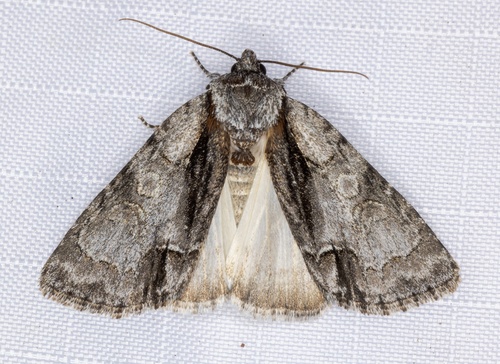 iNaturalist observation photo of Gentle Dagger