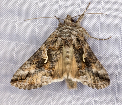 iNaturalist observation photo of Alfalfa Looper