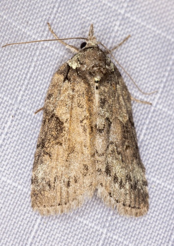 iNaturalist observation photo of Nycteola