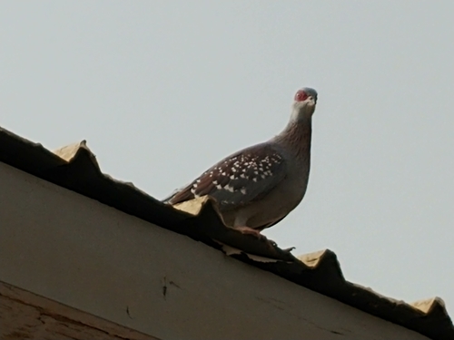 Speckled Pigeon