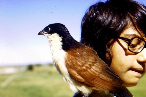 Senegal Coucal