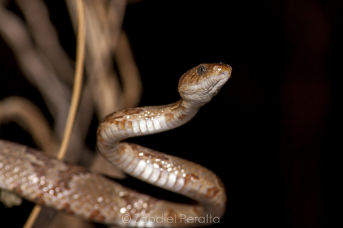 Sinaloan Lyresnake