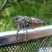 Ezo Spring Cicada - Photo (c) T. Yoshida, all rights reserved, uploaded by T. Yoshida