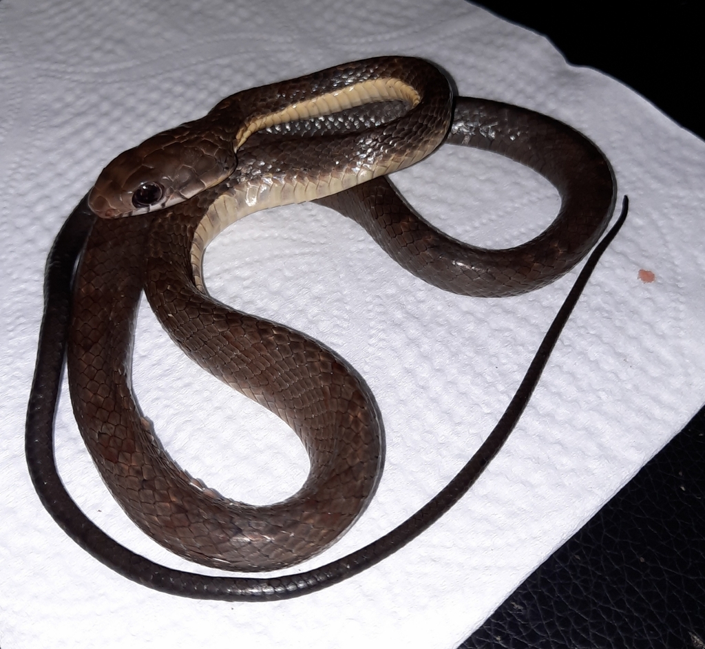 Colubrine Snakes from Sangre Grande Regional Corporation, Trinidad and