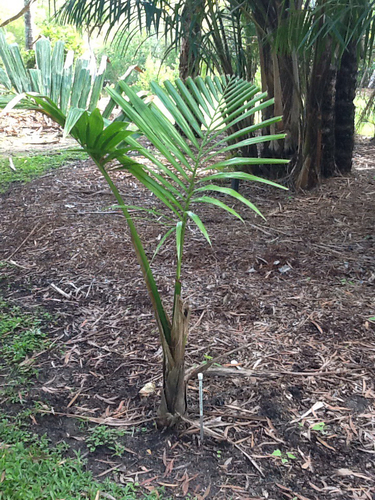 Metroxylon salomonense · iNaturalist United Kingdom