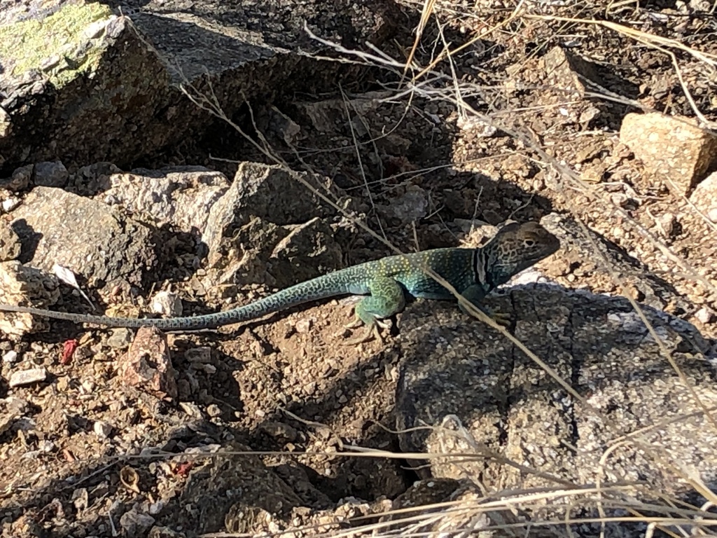 Eastern Collared Lizard from Coronado National Forest, Tucson, AZ, US