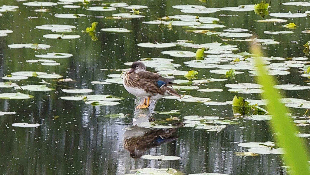 Mandarin Duck from Market, Kirkland, WA 98033, USA on June 14, 2022 at 0804 PM by Angela