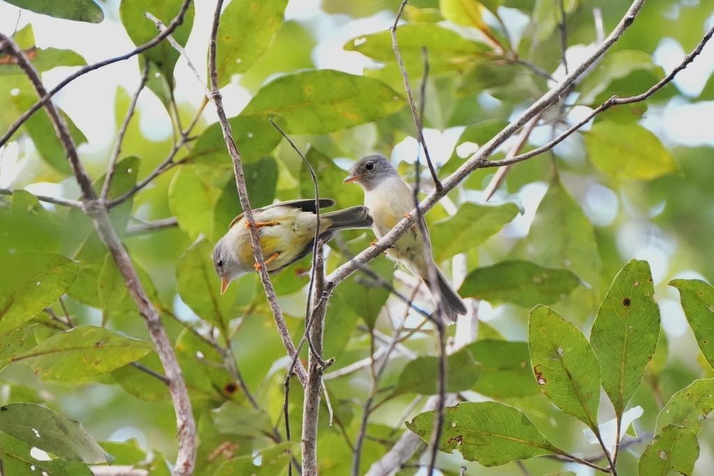 Yellow-legged Flyrobin photo