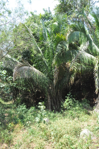 Attalea guacuyule