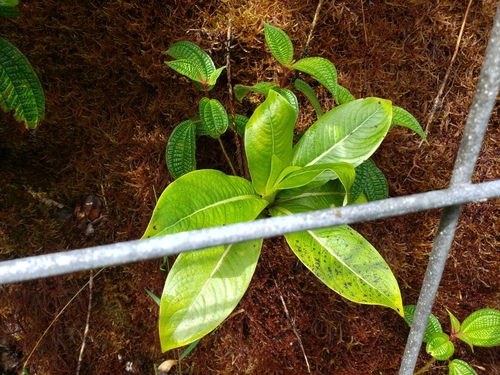 thinfruit labordia (Labordia sessilis)