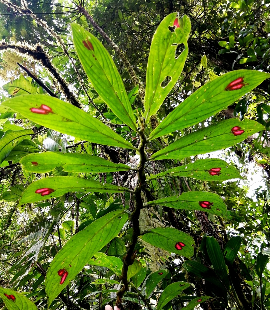 Blood of Christ (Columnea consanguinea) · iNaturalist