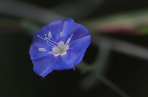 tropical speedwell