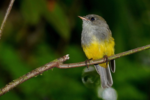 Cryptomicroeca flaviventris