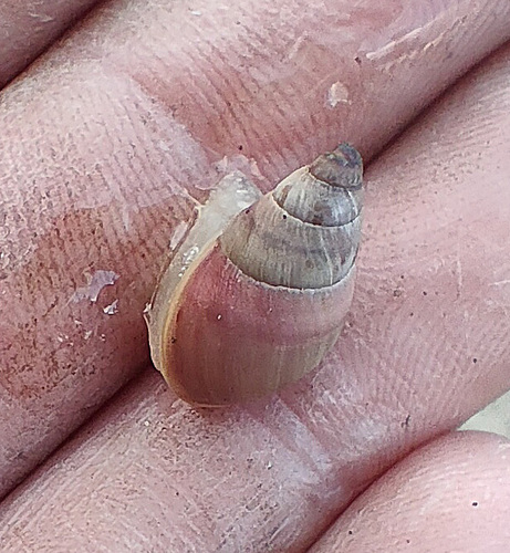 Bothriembryon roseotinctus · iNaturalist