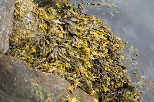 Fucus vesiculosus