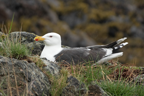 Larus marinus