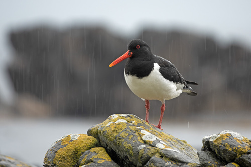 Haematopus ostralegus