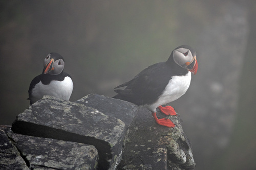 Fratercula arctica