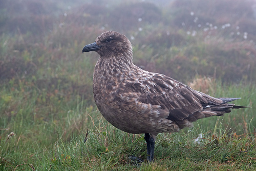 Stercorarius skua