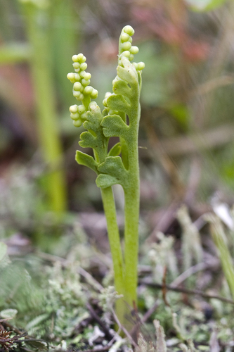 spathulate botrychium (Botrychium spathulatum)