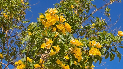 yellow trumpet flower