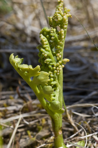 false daisyleaf moonwort (Botrychium pseudopinnatum)