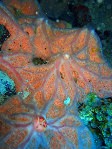 Spirastrella hartmani